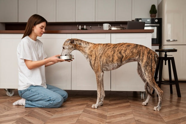 From Pets to Plants: The Benefits of Filtered Water for All Your Living Beings