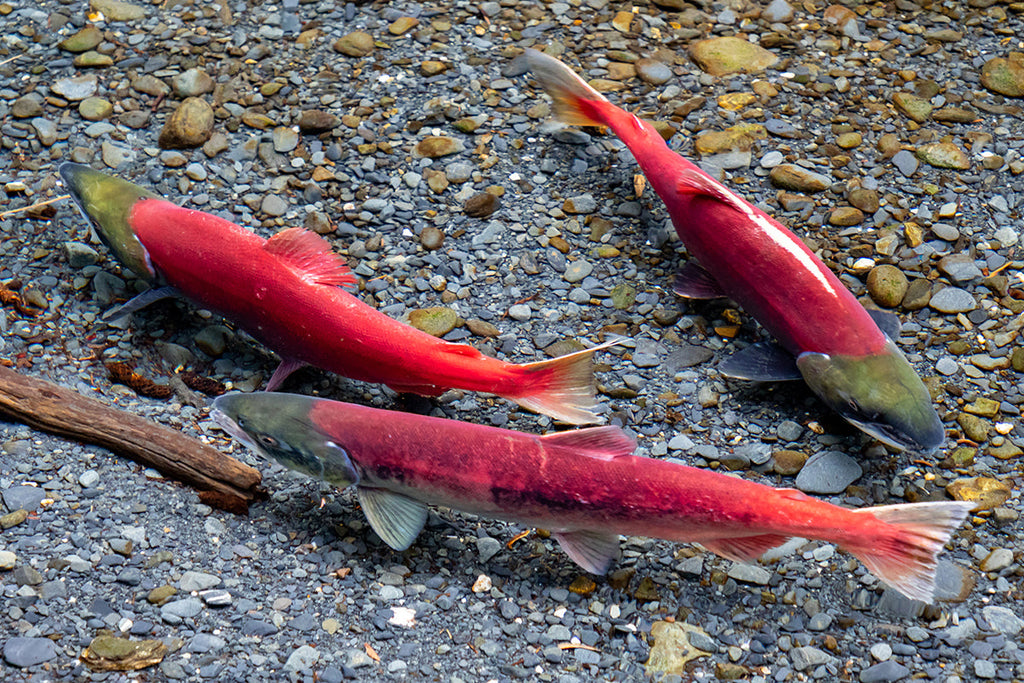 Bristol Bay - The Fight Continues